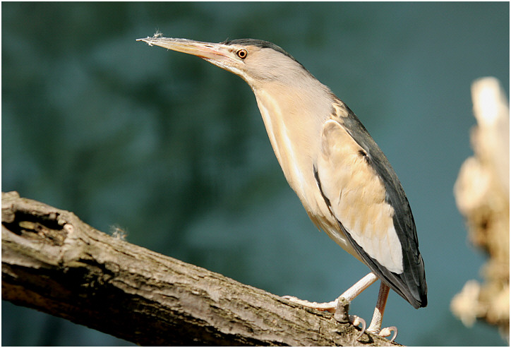 Piotr Platoo Łatecki