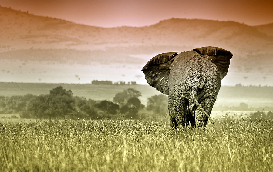 Macka i Zygfryd Homonto