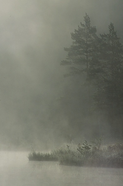 Maciej wolf Romański