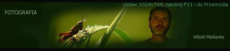 Witek Ma�lanka - Fotografia
